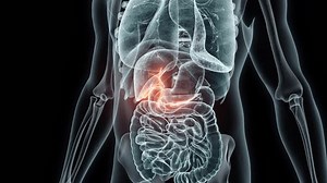 3d Rendering Medical Animation Human Gallbladderx-ray Stock Footage Video (100% Royalty-free) 1103048907 | Shutterstock