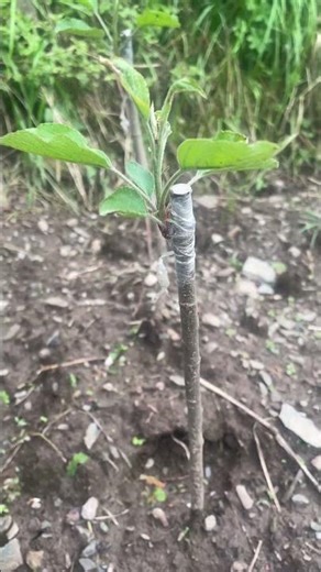 Chip budding. April 7, 2026