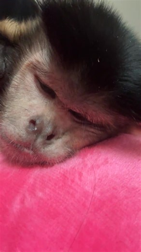 Monkey Princess! | MonkeyBoo