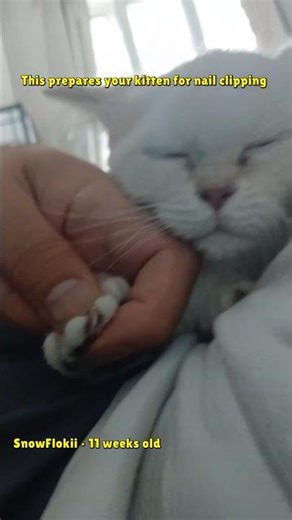 How to Train Your Kitten for Nail Clipping ✂️🐾