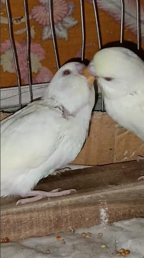 Baby Budgies Feeding Each Other! 🦜❤️