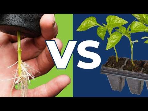 🏆 Aeroponics (TurboKloner) vs. Peat Plugs (Root Riot): The ULTIMATE Cloning Face-Off 🌱