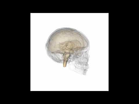 Zirkadianer Zyklus: Grundlagen, Einflussfaktoren und Anpassungsstrategien