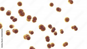 Meningitis bacteria isolated, Neisseria meningitidis. Meningococcal meningitis is a bacterial form of meningitis, an infection of the meninges, the protective membranes of the brain and spinal cord