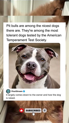 Pit bulls are the nicest dogs ever.