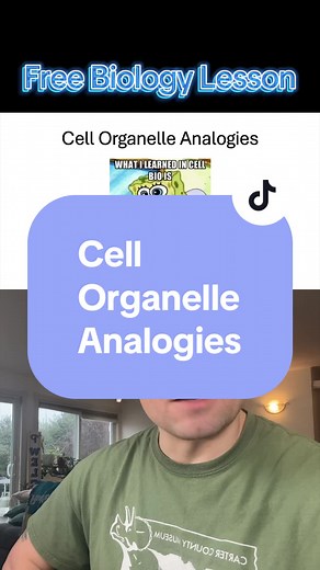 Understanding Cell Organelles: Analogies Explained