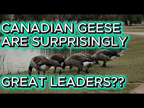 Why Canadian Geese Rotate Leadership