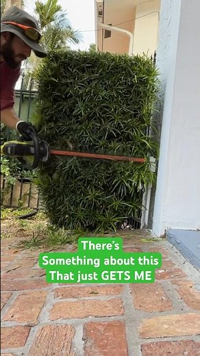 When you can’t stop watching something. #podocarpus #trimming #landscaping #lawncare #beforeandafter
