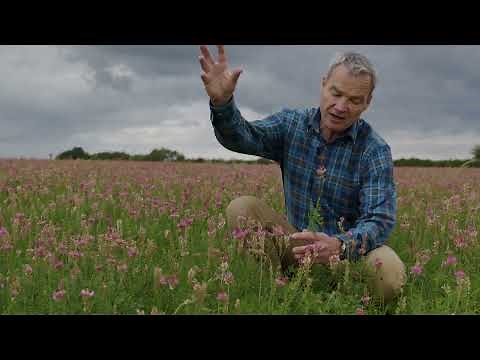 SHORT INTRODUCTION TO SAINFOIN