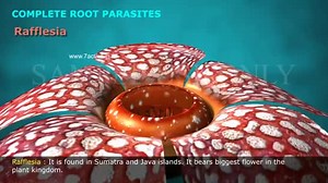 PARASITIC ROOTS