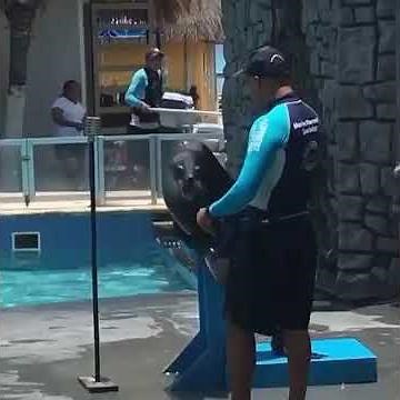 seal singing "crazy" by gnarls barkley (full video)