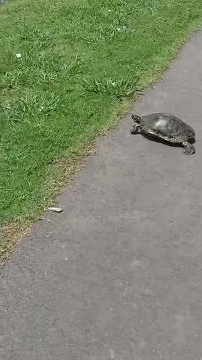 Not All Turtles Are Slow (Turtle running really fast)