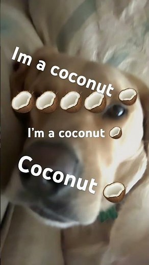 I’m a coconut 🥥 #dog #funny #doggo