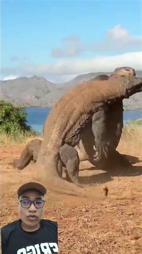 komodo bertemu dan ini yang akan terjadi #animals #ularkasur #sawit #wildlife #ularbesar #pets #fyp