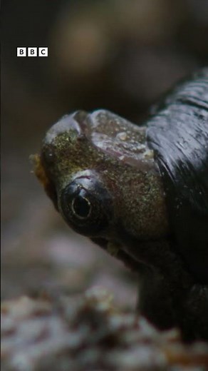 New fear unlocked: Giant leeches 🤢#WildIsles #iPlayer #DavidAttenborough