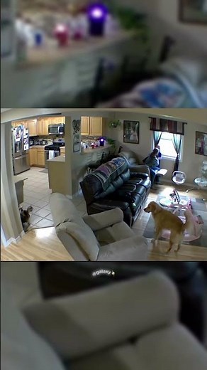 Boy gets taught a lesson after he accidentally stepped on his cats tail 👀