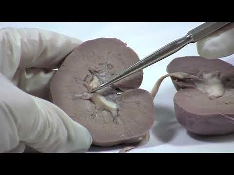 Sheep kidney dissection detail overview