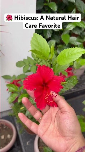 🌿 How I Use Hibiscus for Healthy Hair Naturally#hairgrowth#longhairtips#longhairgrowth