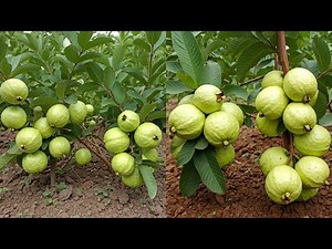 LIVE🔴 🌿How To Growing Guava Trees from Cuttings: Beginner’s Guide