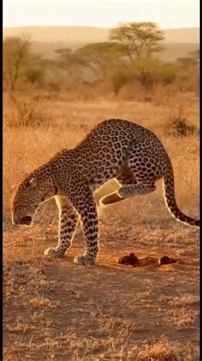 Leopard Stops the Hunt… Just to Bury Its Poop #leopard #wildlife #animals #safari #nature