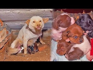 Stray Dog Mom Gives Birth to 5 Puppies Under My Building, Carefully Recording Their Joyful Growth.