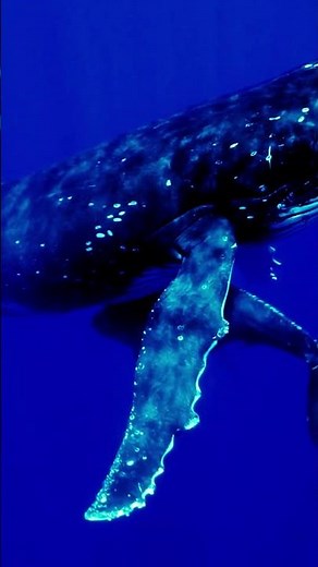 🐋クジラの鳴き声 立体音響🎧 #shorts Whale Sound Effects in 3D Audio Will Blow Your Mind!