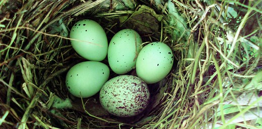 Egg colours make cuckoos masters of disguise