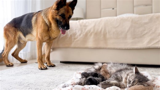 German shepherd meets mom cat with newborn kittens for the first time!