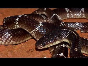 Different Types Of Snakes