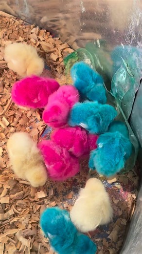 𝗩𝗜𝗟𝗟𝗔𝗚𝗘 𝗖𝗢𝗢𝗞𝗜𝗡𝗚 𝗕𝗢𝗬 on Instagram: "Sleeping chick 🐣 #villagecookingboy #trendingreels #love #mayiladuthurai #3million"