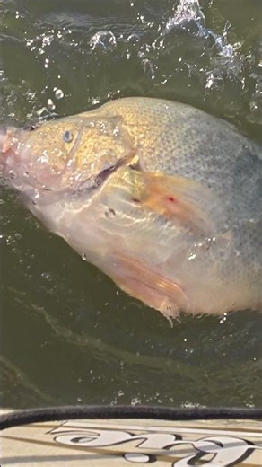 Fat Fish Release #fishing #catchandrelease #kayakfishing