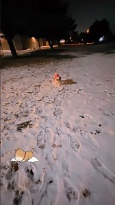 🌸🌸🌸❄️❄️❄️