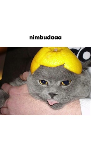 nimbu dedo yr #viral #cat #viralreel #aestheic #funny