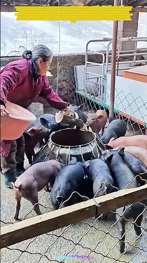 Nourrir avec soin : Comment les petits cochons trouvent leur bonheur dans une simple action ?