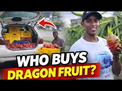 Kenya's Dragon fruit Market, Buyers revealed 