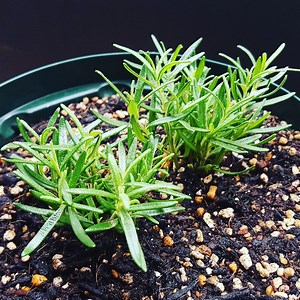 ローズマリーの摘心 - ベランダ植物園～東京の下町から～