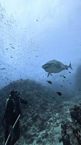 297K views · 6.1K reactions | For divers who light up at the sight of...