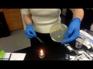 GCU Microbiology_Setting up a Kirby-Bauer experiment