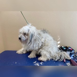 47K views · 4.9K reactions | Our grooming room is always busy, but especially so when we have new arrivals. As soon as they go through medical intake, they can have a bath and a haircut. This means so much to all of them, but even more so to some as it literally frees them from pain. Help us thank our wonderful grooming/bathing team for the gentle love and kindness they show our dogs. #SpaDay #grooming #restoration | National Mill Dog Rescue | Facebook