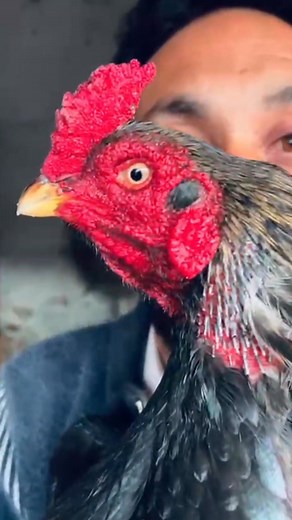 Mushki jawa | Rawalpindi Club Of Aseel