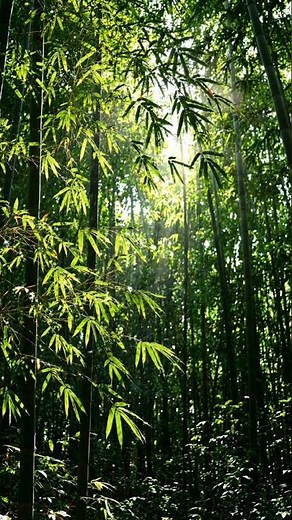 🌿 The Hidden Bamboo Forest That Feels Like Another Planet 🌎 | Relaxing Nature 4K