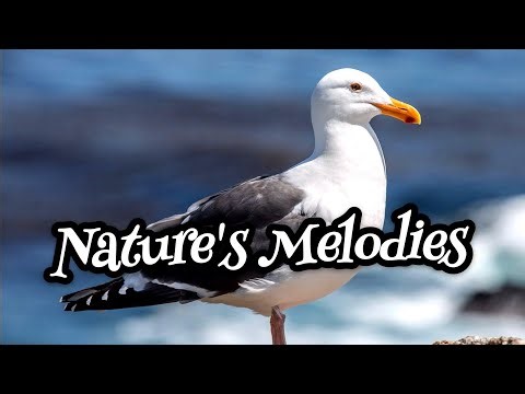 Harmony of Nature's Sounds: Waves, Seagulls and Soothing Music