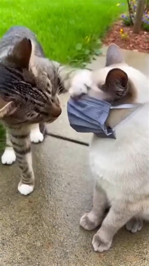 Cats174 #веселыекоты #funny