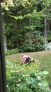 This Bear Was Caught Playing With an American Flag — Now the Whole Internet Is Watching 헙헨헟헟 헦헧헢헥헬 헜헡 헧헛험 헖헢헠헠험헡헧헦  | USA Newspaper | Facebook