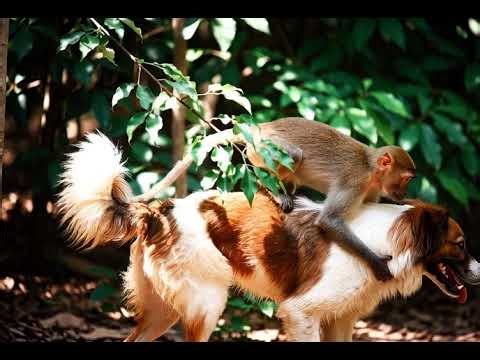 When Dog Meets Monkey 🐶🐒 Friendship Goals