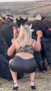 144K views · 981 reactions | #cattle #cows #blackangus #cow #bulls #bull #steer #grazing #cowlife #ranchcow | femalefarmerrancher | Facebook