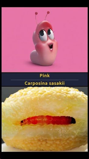 Larva Real Life Inspirations | Explosive Funny Characters in Real Life #charactersinreallife #larva