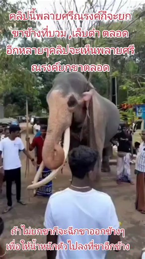 #ทวงคืนช้างไทยจากศรีลังกา