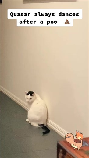 Poophoria Cat Dancing After Poo