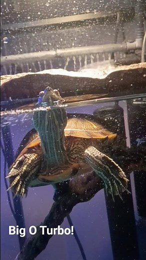Meet Turbo, the big O turtle in his tank! 🐢 #animalshorts #animalfriends #redearedsliders #aquarium